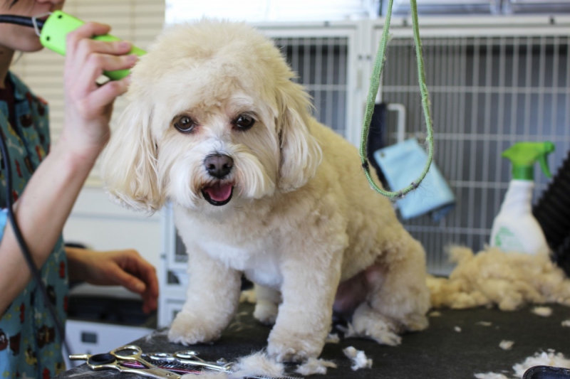 veterinaire-BRIANCONNET-min_white_dog_grooming_pet_pet_grooming_salon_groomer_fur-678977